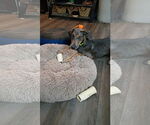 Small #15 Doberman Pinscher