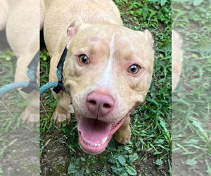 American Pit Bull Terrier Dogs for adoption in Tarboro, NC, USA