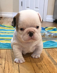 English Bulldog Puppy for sale in EVERGREEN, CO, USA