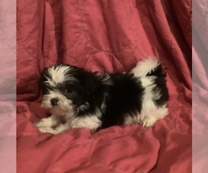 Shih Tzu Puppy for sale in AMERICUS, GA, USA