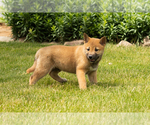 Small #5 Shiba Inu
