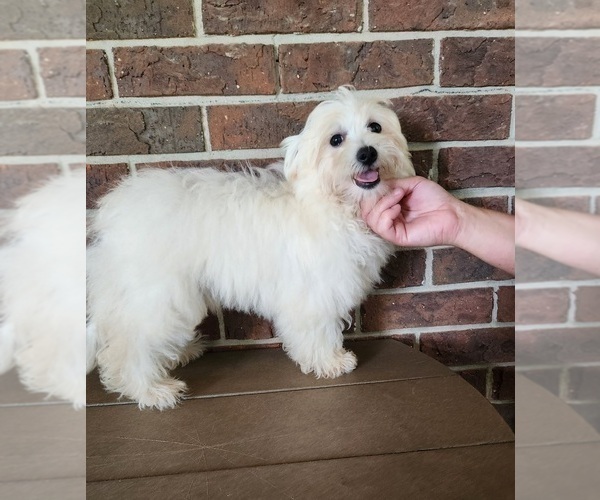 Medium Photo #4 Shih-Poo Puppy For Sale in CLARKRANGE, TN, USA