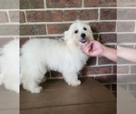 Small #3 Shih-Poo
