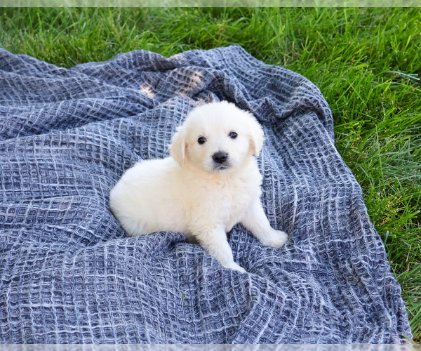 Medium Photo #5 English Cream Golden Retriever Puppy For Sale in SYRACUSE, IN, USA
