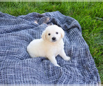 Small #4 English Cream Golden Retriever