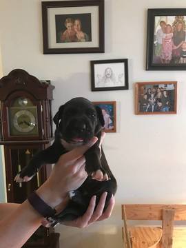 Medium Photo #1 Great Dane Puppy For Sale in CHEHALIS, WA, USA