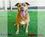 Small Staffordshire Bull Terrier Mix