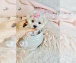 Small #6 Maltese