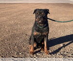 Small #1 Rottweiler