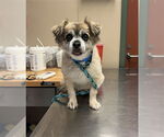Small #1 Chihuahua Mix