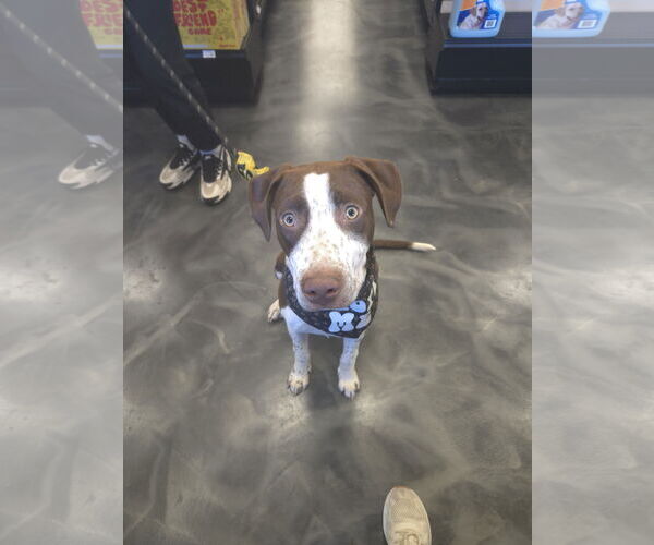 Medium Photo #9 American Pit Bull Terrier-Unknown Mix Puppy For Sale in Minneapolis, MN, USA