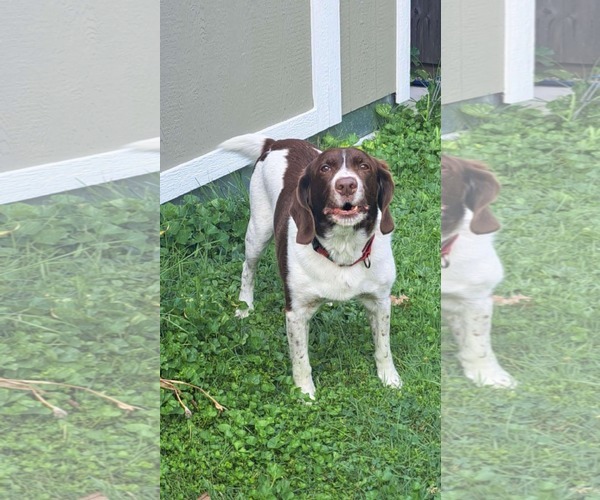 Medium Photo #1 Border Collie-Brittany Mix Puppy For Sale in Curwensville, PA, USA