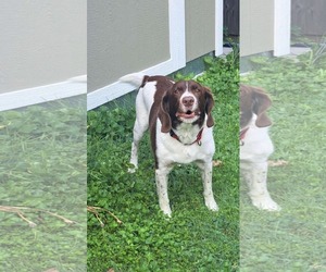 Border Collie-Brittany Mix Dogs for adoption in Curwensville, PA, USA