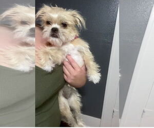 Medium Shih Tzu Mix