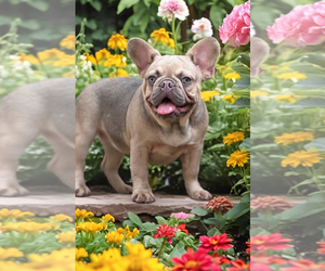 French Bulldog Puppy for sale in OJAI, CA, USA