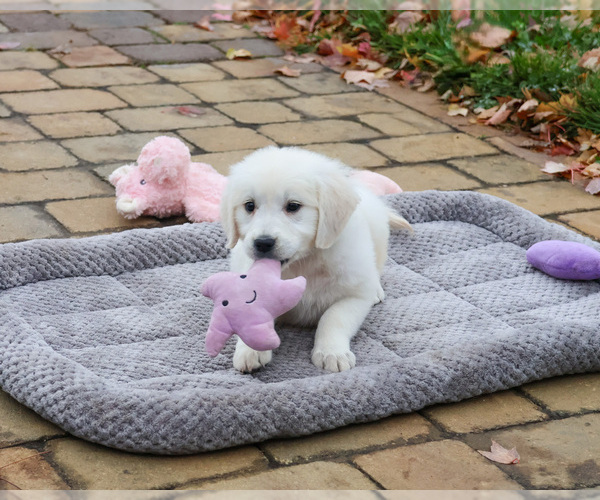 Medium Photo #3 English Cream Golden Retriever Puppy For Sale in SYRACUSE, IN, USA