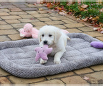 Small #2 English Cream Golden Retriever