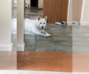 Unknown-white german shepherd Mix Dogs for adoption in Hoffman Estates, IL, USA