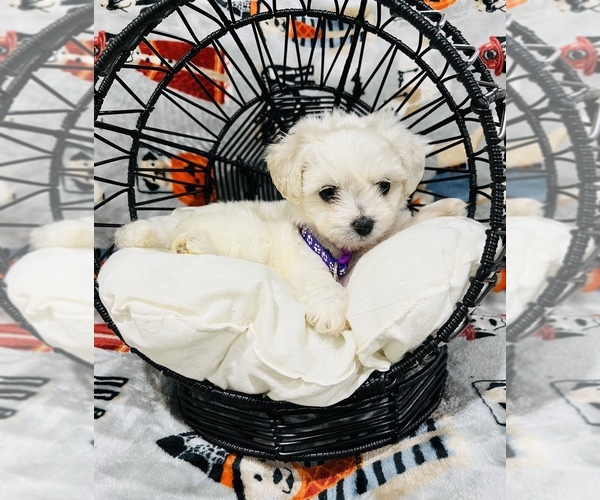 Medium Photo #3 Maltipoo Puppy For Sale in VALLEY CENTER, CA, USA
