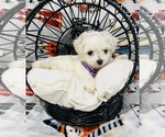 Small Photo #3 Maltipoo Puppy For Sale in VALLEY CENTER, CA, USA