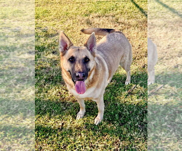 Medium Photo #7 German Shepherd Dog-Unknown Mix Puppy For Sale in San Leon, TX, USA
