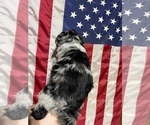 Small #4 Aussiedoodle
