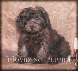 Shih-Poo Puppy for sale in WAYLAND, IA, USA