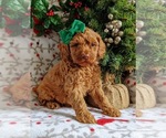 Small Photo #3 Cock-A-Poo-Poodle (Miniature) Mix Puppy For Sale in NOTTINGHAM, PA, USA