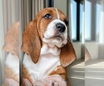 Puppy Barbara Barbz Basset Hound