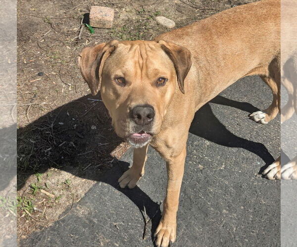 Medium Photo #11 Labrador Retriever-Unknown Mix Puppy For Sale in Minneapolis, MN, USA