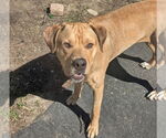 Small #10 Labrador Retriever Mix