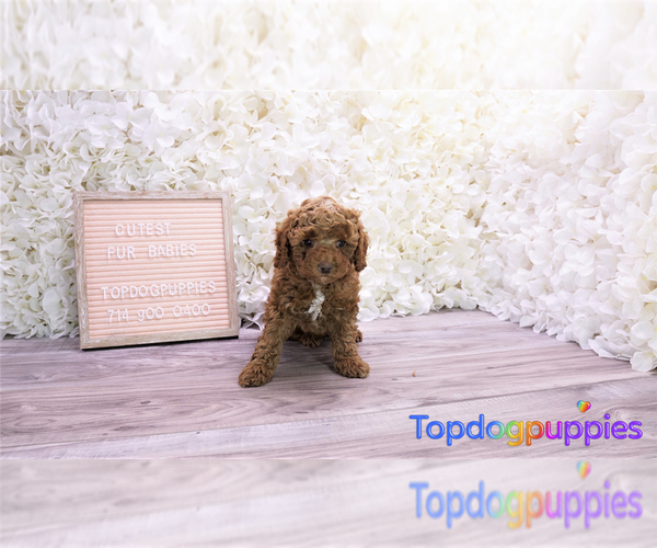 Medium Photo #1 Maltipoo Puppy For Sale in FULLERTON, CA, USA