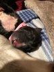 Small Photo #11 Great Dane Puppy For Sale in WARRENSBURG, MO, USA