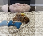 Small #2 Dachshund
