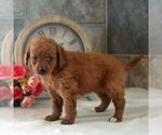 Small Photo #5 Goldendoodle (Miniature) Puppy For Sale in HOWARD, PA, USA