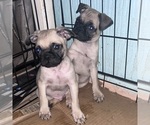 Small Photo #1 Pug Puppy For Sale in COVINA, CA, USA