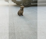 Puppy Gray Cane Corso