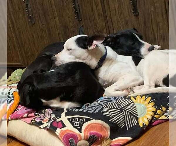 Medium Photo #9 Bullypit Puppy For Sale in Oakhurst, NJ, USA