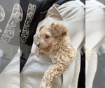 Small Photo #7 Poodle (Toy) Puppy For Sale in STOCKBRIDGE, GA, USA