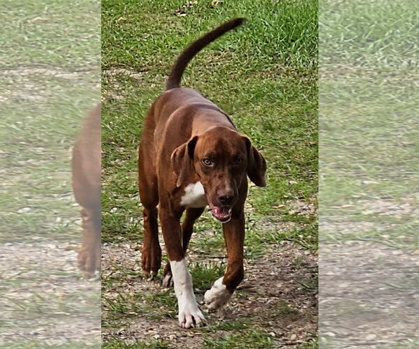 Medium Photo #5 Mutt Puppy For Sale in Farmerville, LA, USA