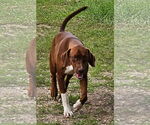 Small #4 Mutt