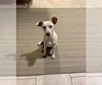 Small Mutt