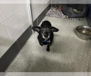 Cairn Terrier-Unknown Mix Dogs for adoption in Fort Collins, CO, USA