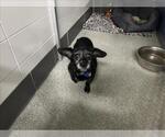 Small Cairn Terrier Mix