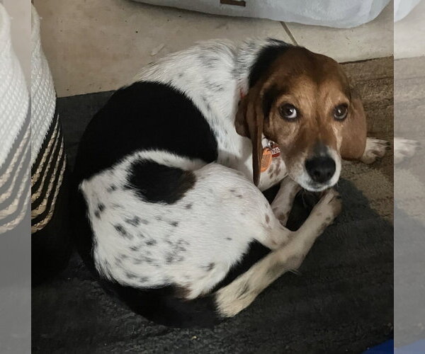 Medium Photo #3 Beagle Puppy For Sale in Dunnellon, FL, USA
