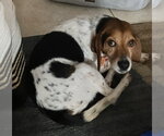Small #2 Beagle