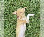 Small #1 Mutt
