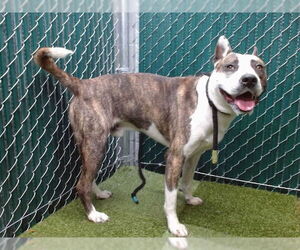 American Pit Bull Terrier-Unknown Mix Dogs for adoption in Downey, CA, USA
