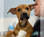 Small #2 Retriever  Mix