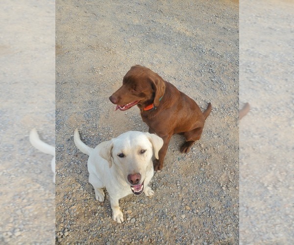 Medium Photo #1 Labrador Retriever Puppy For Sale in BON AQUA, TN, USA